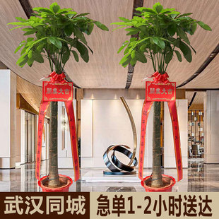 大型绿植盆栽开业送礼辫子发财树摇钱树绿萝散尾葵武汉同城速递