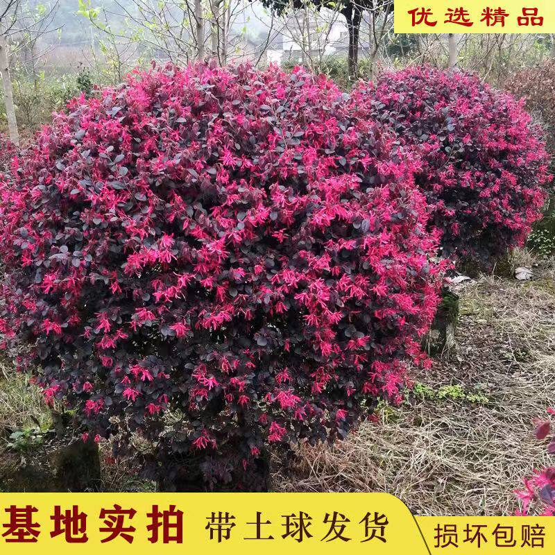 红花继木球精品檵木苗别墅绿化耐寒庭院地栽篱笆墙绿植景观树苗木