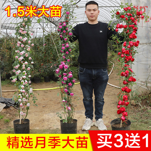 蔷薇藤本月季花苗特大花浓香型庭院四季爬藤植物盆栽阳台玫瑰爬墙