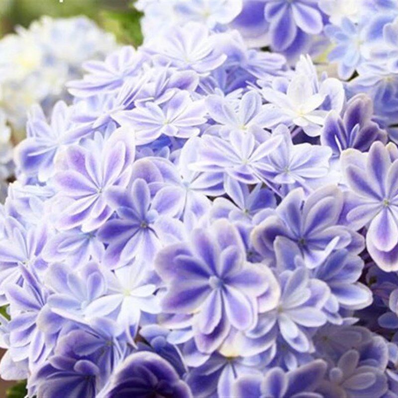 (木子家的花园)包邮重瓣绣球八仙花大花绣球万华镜带花苞