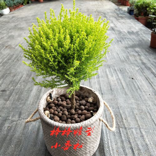 小香松盆栽室内棒棒糖圣诞小松树香冠柏客厅皮球松绿植四季常绿