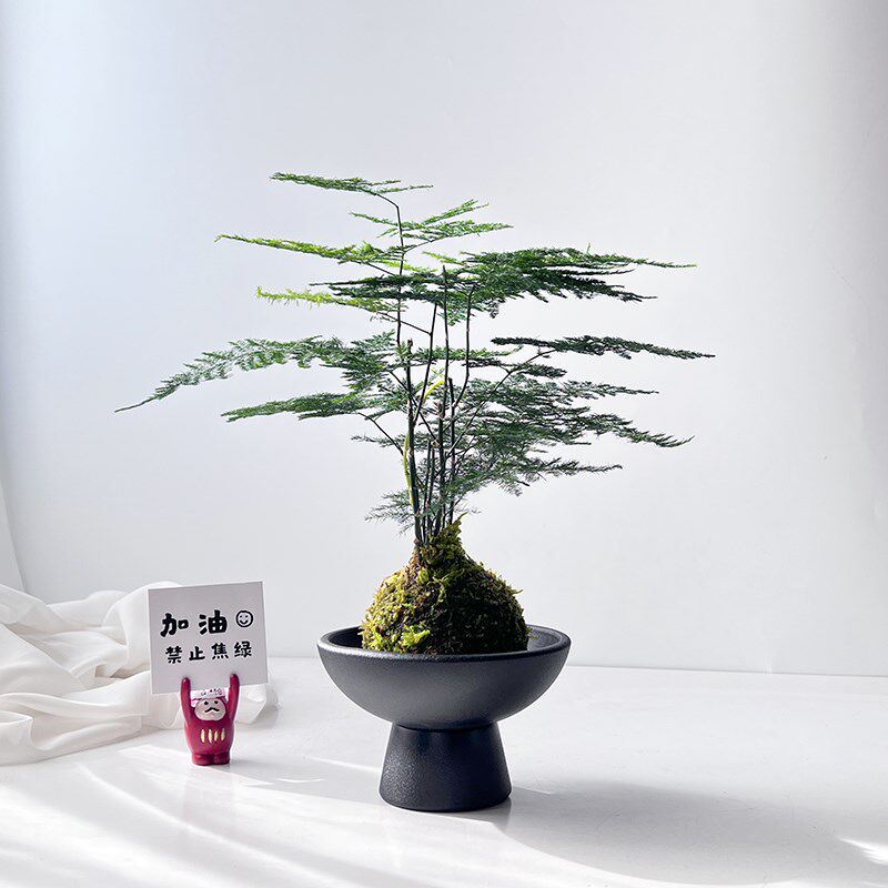 文竹苔藓球水培易活植物好养室内客厅绿植花卉办公室水养盆栽解压