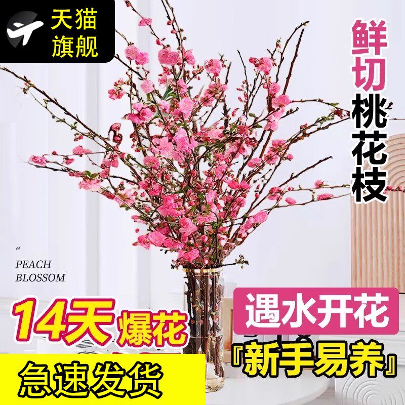 桃花枝水培植物红梅鲜花切枝树干枝珍珠李花卉室内水养绿植物盆栽