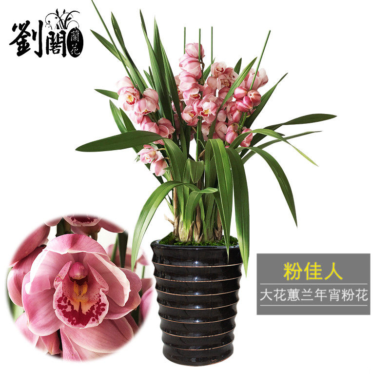 刘阁兰花苗 粉佳人 大花蕙兰年宵花冬带花苞出售浓香好养花卉盆栽