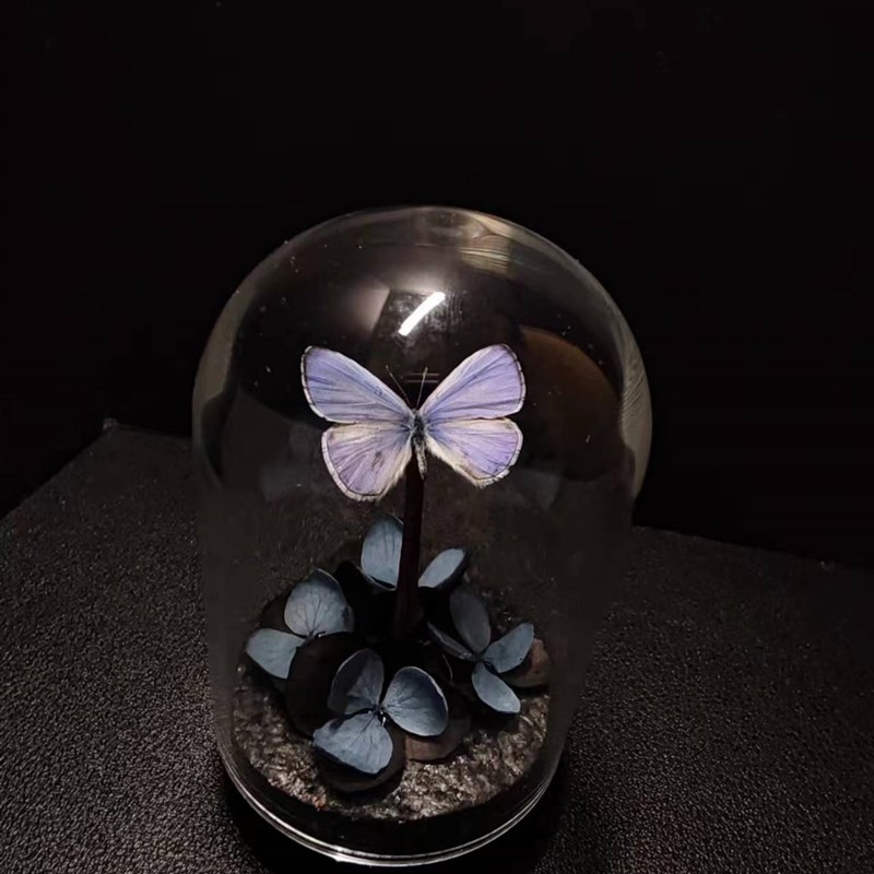 紫灰蝶标本玻璃罩迷你飞行的宝石小众收藏礼物艺术小灰真蝴蝶摆件