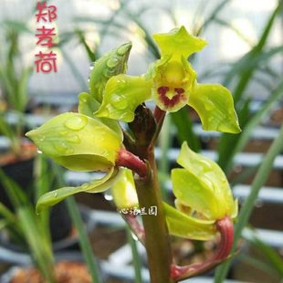 心语兰园 兰花国兰 蕙兰  郑孝荷 赤壳类绿花飘门水仙名品 好开花