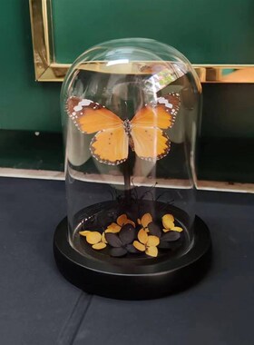 金斑蝶真蝴蝶标本干花艺术玻璃罩桌面摆件手工生日收藏礼物