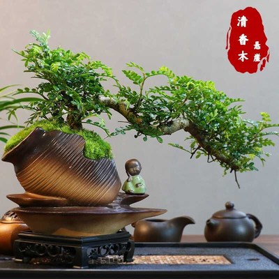 悬崖清香木盆景新中式室内好养桌面摆件绿植花卉装饰摆件四季常青