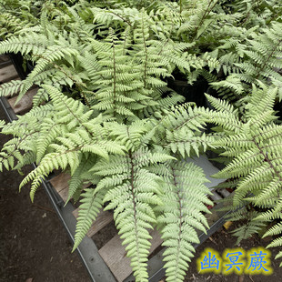 幽冥蕨盆栽四季常绿画蕨彩叶耐寒观叶花镜植物室内耐阴多年生宿根