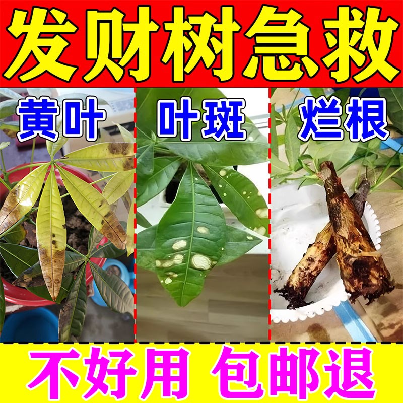 发财树叶斑病专用肥黄白斑急救黄叶枯叶烂根营养液植物花卉营养液