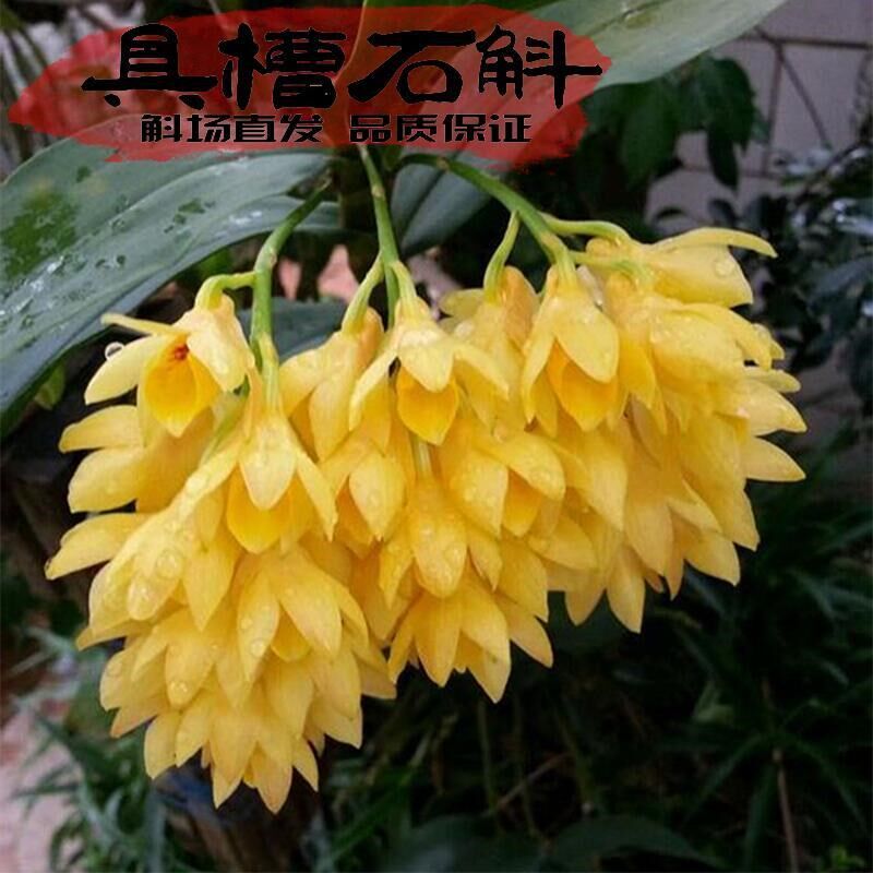 具槽石斛苗石斛界的断货王限量纯正F种苗上架开花漂亮稀有珍贵兰