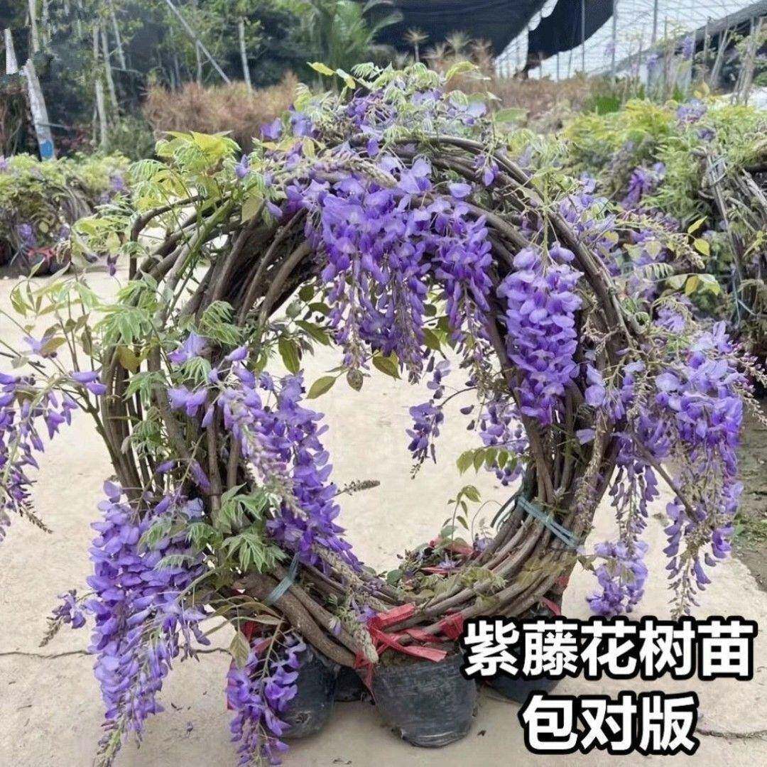 紫花藤树苗爬藤植庭院围墙开花盆藤栽花苗绿植花物卉藤蔓EHT紫萝