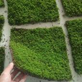 面微观苔藓鲜KWN活阴干灰大藓白景发藓水陆庭院铺青苔植物背景墙