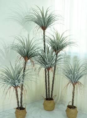 仿真龙须铁树丝落兰树假植物景北欧大室型内橱窗造211028地家居摆