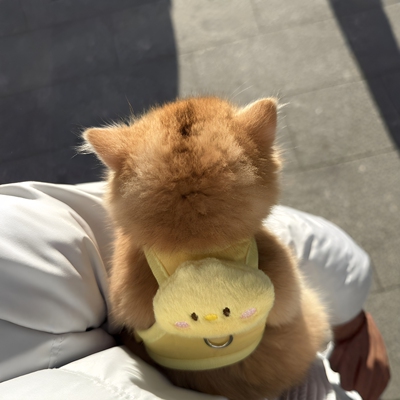 猫咪的小书包！猫咪牵引绳
