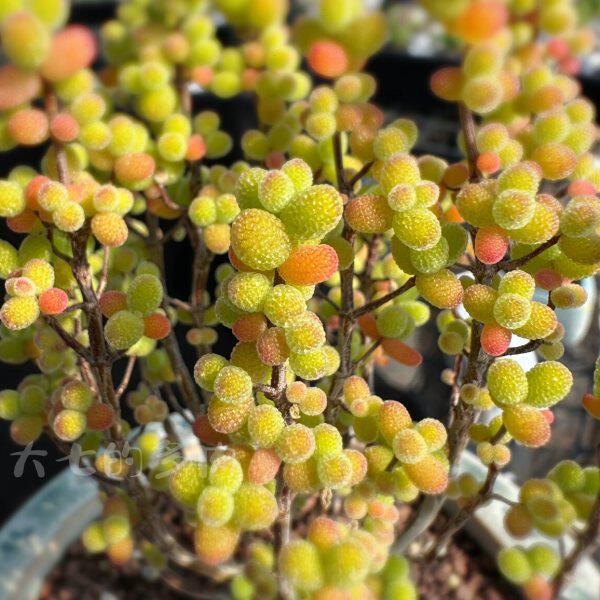 金桔糖球 密叶 状态金黄 枝干番杏 多肉植物 一物一拍 大七的多肉