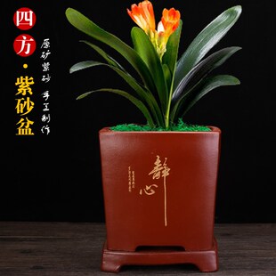 宜兴紫砂君子兰专用四方长方手工B透气养根绿植桌面陶瓷盆景兰花