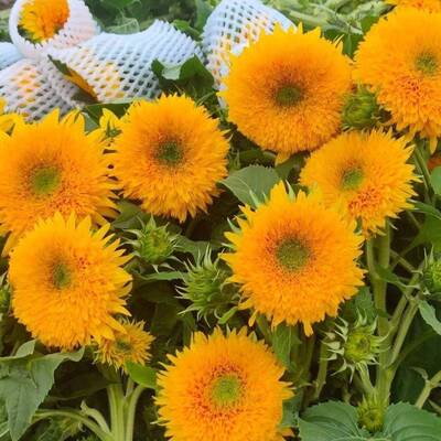 向日葵OCB鲜奶众油泰向日葵花束插瓶水花养真花稀有小太迪阳真