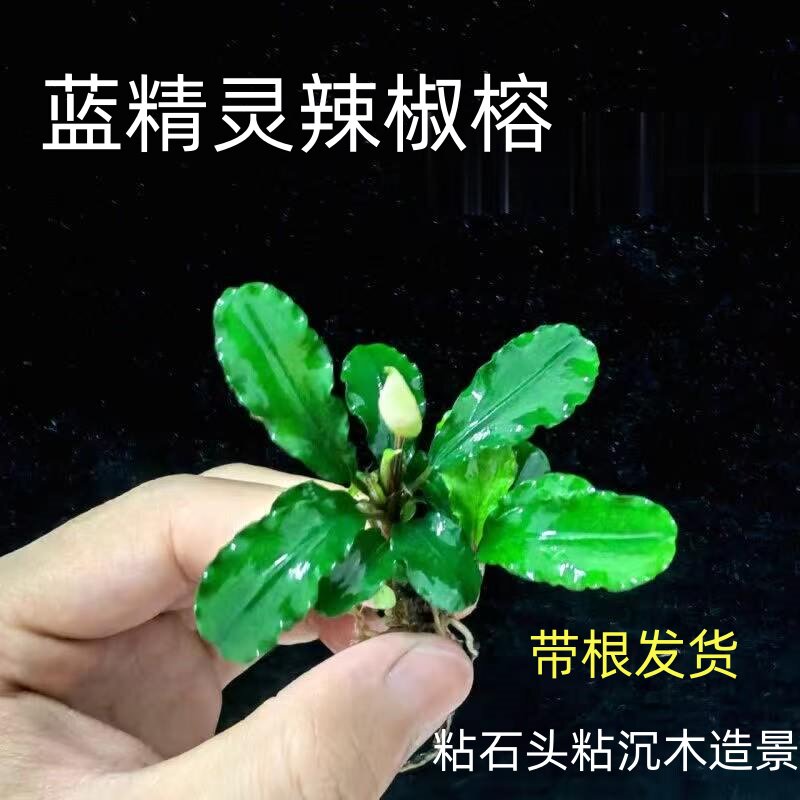 蓝精灵幽灵辣椒榕迷你水榕石头沉木造景新手好养活水草阴性水下叶