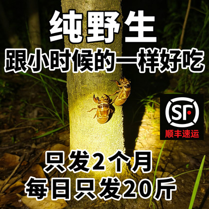 野生金蝉新鲜山东大知了猴2026现抓活体冷冻结了龟爬叉猴蝉蛹大号