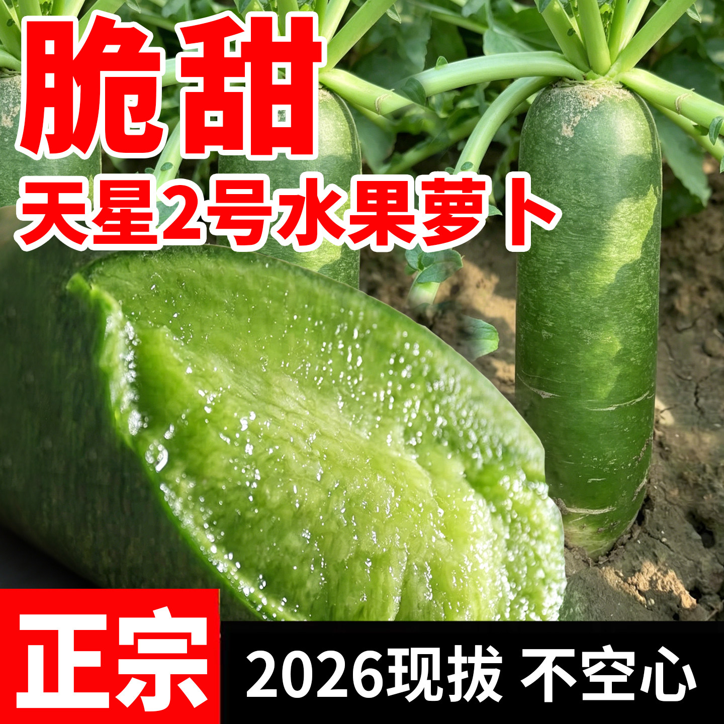 山东潍坊水果萝卜甜脆水果型生吃新鲜正宗天星2号潍县特产绿萝卜