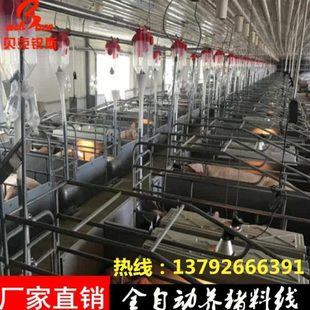 养猪场料线保育猪场自动化喂料设备育肥猪料线喂猪设备自动送料机