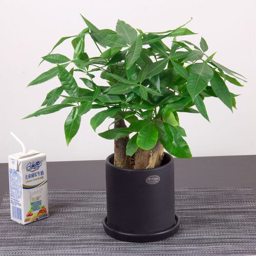 桌面趣味三根小发财树植物盆栽桌面耐旱易养护绿植花卉开业乔迁