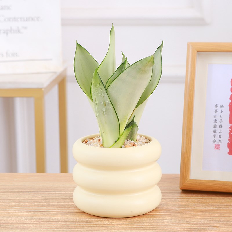 白玉虎皮兰盆栽室内桌摆耐旱小绿植懒人盆景易打理植物办公室桌面