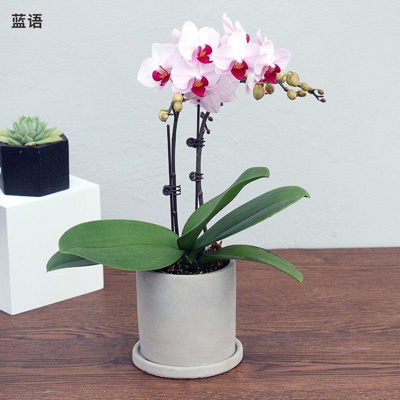 彩色蝴蝶兰盆栽 小型兰花带花苞 室内办公室桌面绿植开花植物花卉