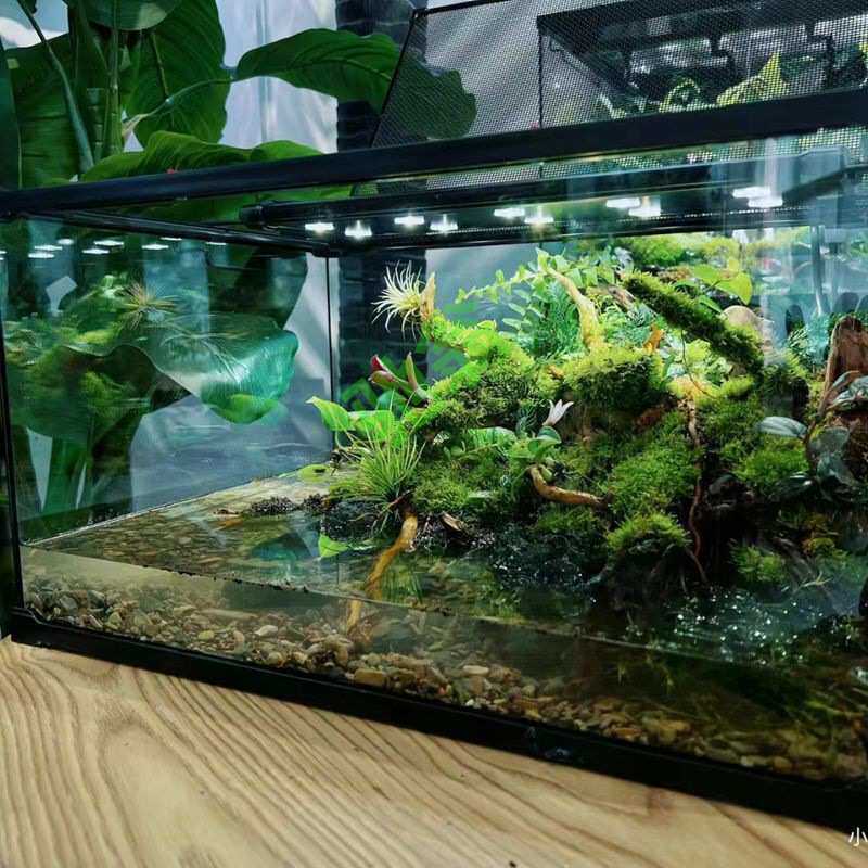 yut创意桌面苔藓微景观水陆爬宠生态缸玻璃饲养箱角蛙水龟雨林缸