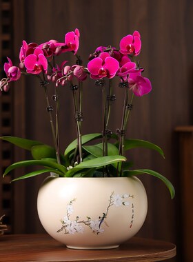 中国风红色福字陶瓷花盆创意喜庆蝴蝶G兰专用北美冬青客厅兰花盆