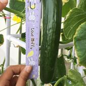 家槽庭室内懒人阳台种菜土神器花盆用LTB 6100机家无栽培蔬菜种植