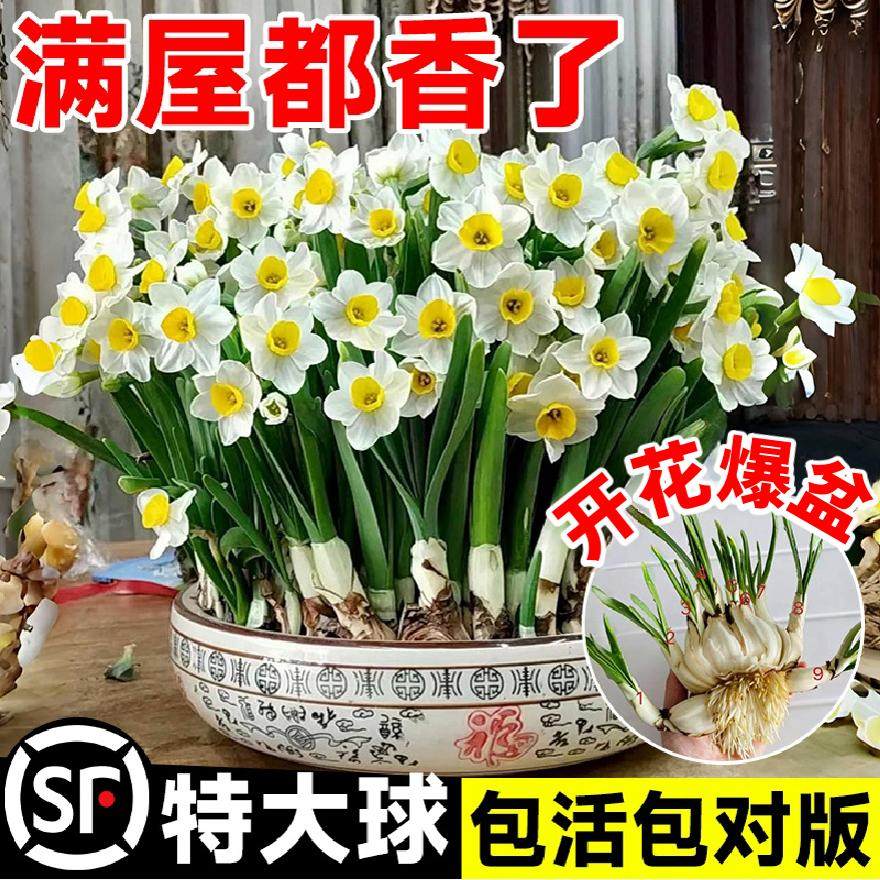 漳州水仙花种球盆栽水养带花苞风信子四季开年宵花卉植物室内好养