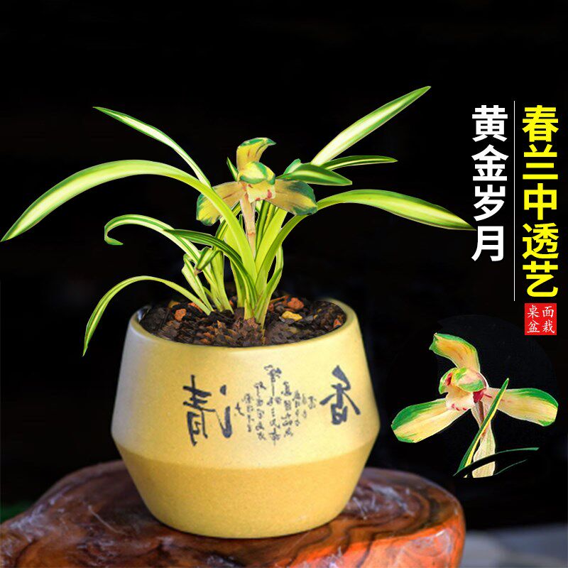 兰花苗黄金岁月春兰矮种中透叶艺高档线艺草室内绿植花卉香水盆栽