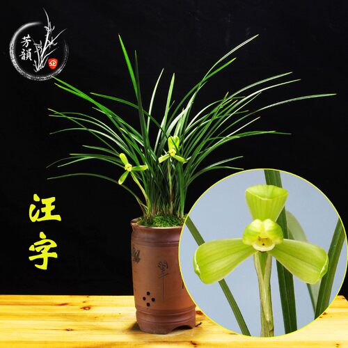 兰花苗春兰老八种 汪字 花卉绿植盆栽阳台室内好养的植物