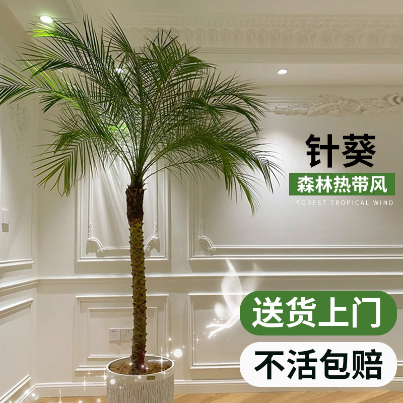 针葵盆栽树苗大型绿植物室内客厅办公室椰子棕榈好养网红轻奢盆景