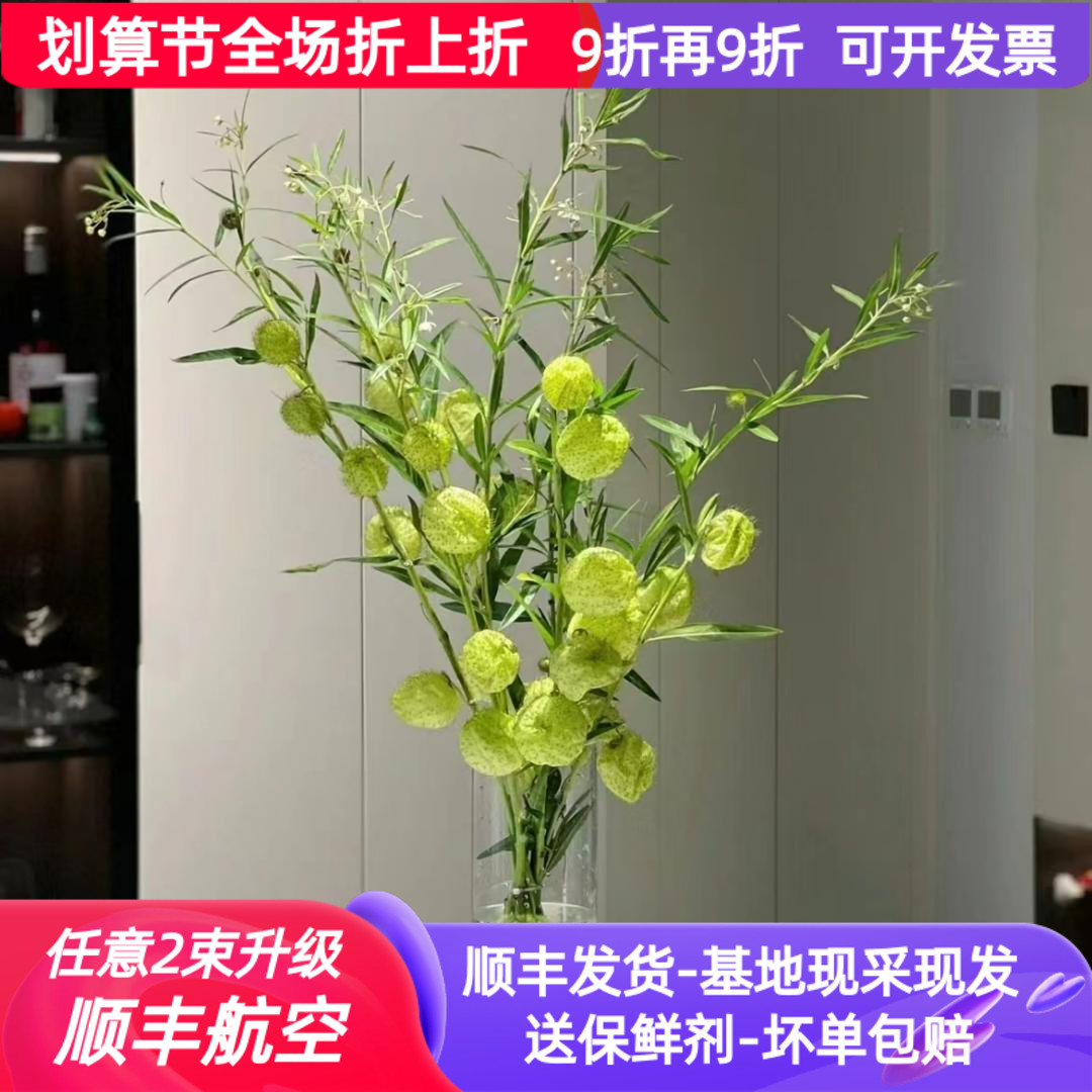 糖棉鲜花气球果云南昆明斗南市场基地直发绿植水培花束小众唐棉
