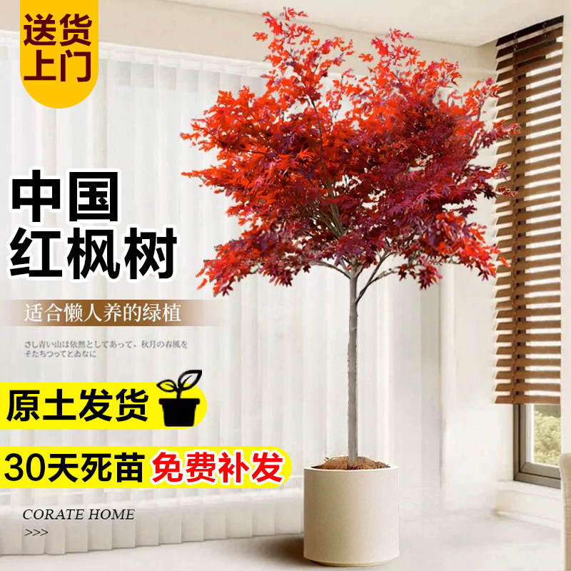红枫盆栽室内植物中国红枫大树苗红舞姬盆景阳台庭院耐寒花卉绿植