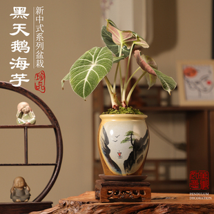黑天鹅绒海芋龙鳞萨利安白犀牛忍者桌面造景摆件盆景植物室内盆栽