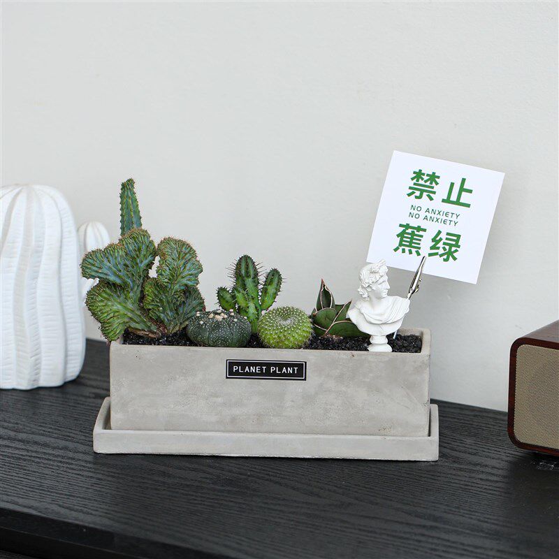 仙人掌组合盆栽趣味创意潮流多肉植物套餐送礼盆景室内办公桌好养