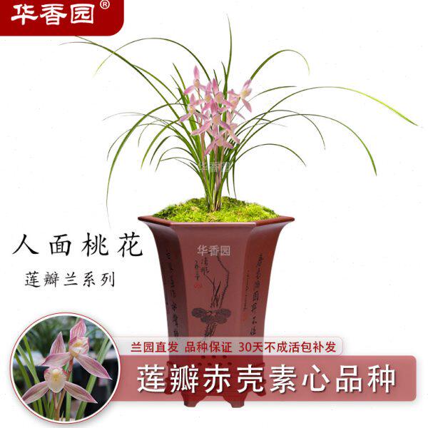 兰花苗【人面桃花】莲瓣兰赤壳素心品种桃红色花办公室内耐阴绿植