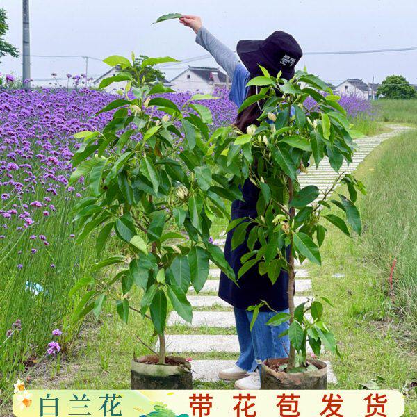 白兰花盆栽树苗玉兰花卉植物室内阳台绿植易活带花苞四季开黄角兰