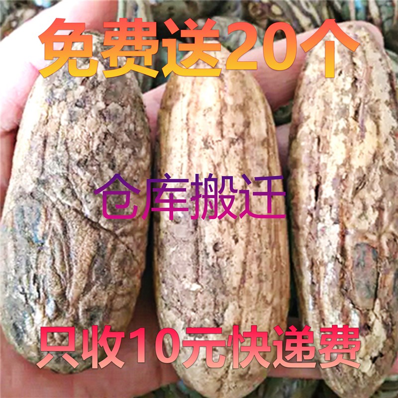 千眼菩提子d 手把件 吊坠挂件白绿色原子籽原料胖大果精品单颗超