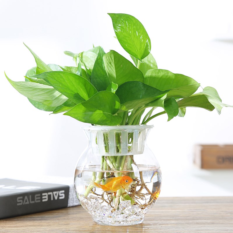 欧式简约透明玻璃花瓶水培绿萝花盆鱼缸水养植R物客厅摆件插花器