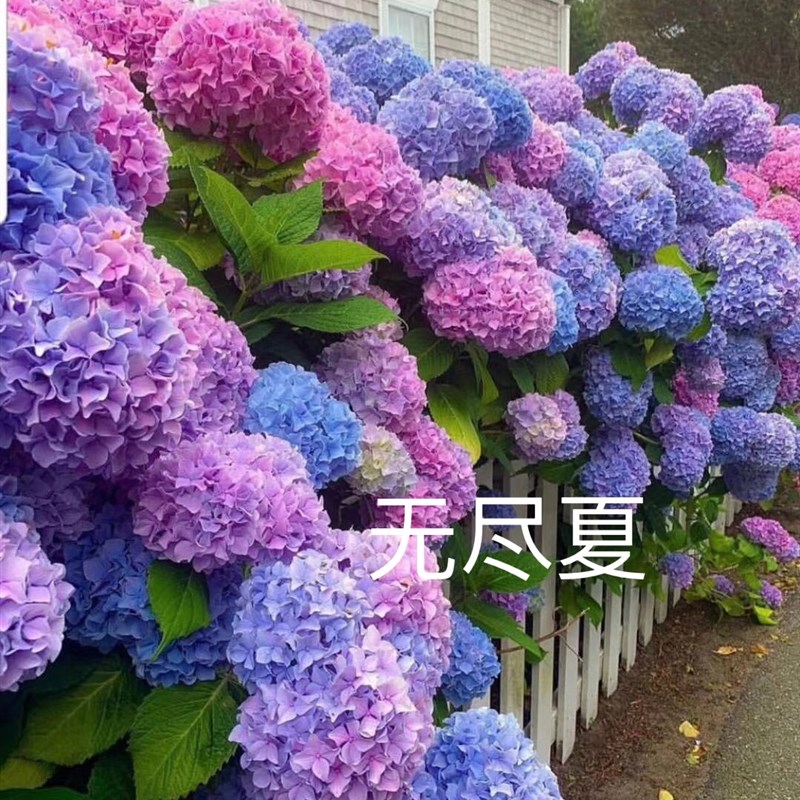 5加仑 7加仑 10加仑无尽夏绣球老桩