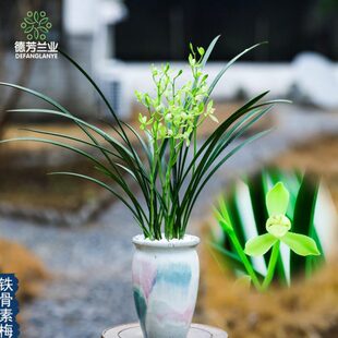 德芳兰业兰花四季建兰铁骨素梅带陶瓷盆芳香素雅庭院阳台美观绿植