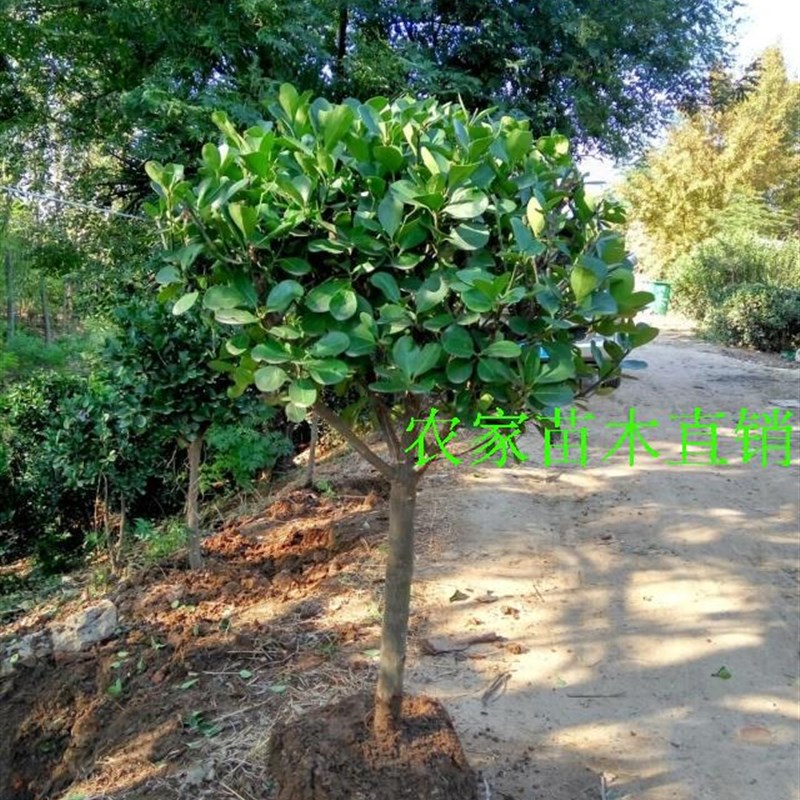 高档精品冬青树苗大树球庭院独杆大叶黄杨树苗四季常青植物风景树