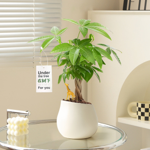 辫子发财树旺宅招财植物小盆栽办公室桌面绿植高级感客厅茶几摆件