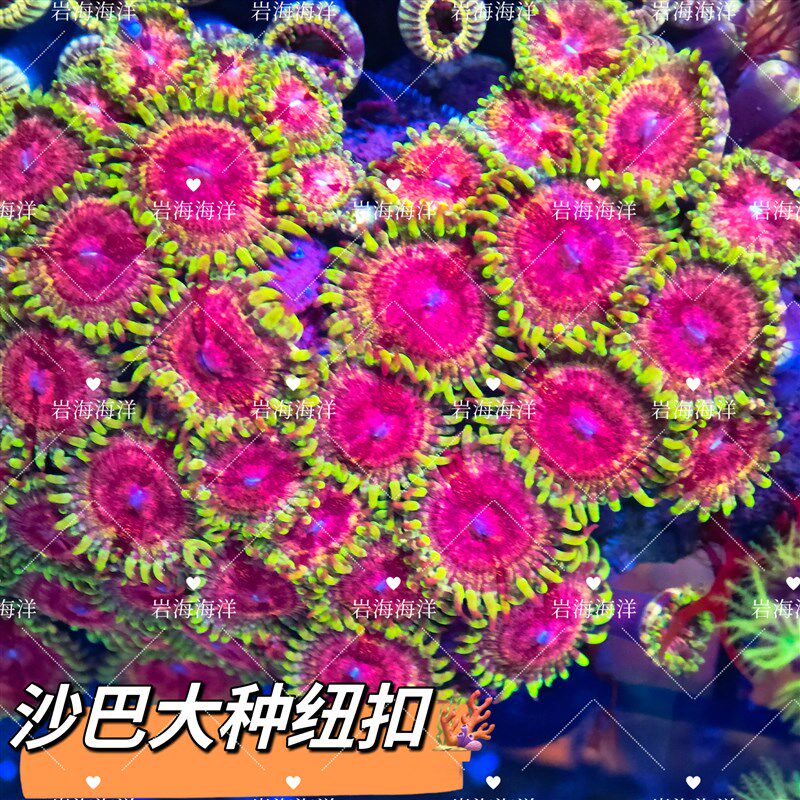 沙巴大种纽扣 珊瑚活体海水鱼缸造景装饰观赏珊瑚小丑鱼共生