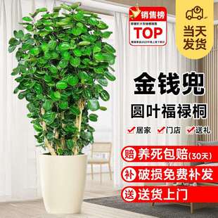 金钱兜发财树大型绿植客厅室内盆栽金钱树圆叶福禄桐落地植物真花